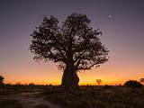 Africa 006 : Africa, Baobab, Botswana, Mombo, Nature, Okavango, Sunset, Trees